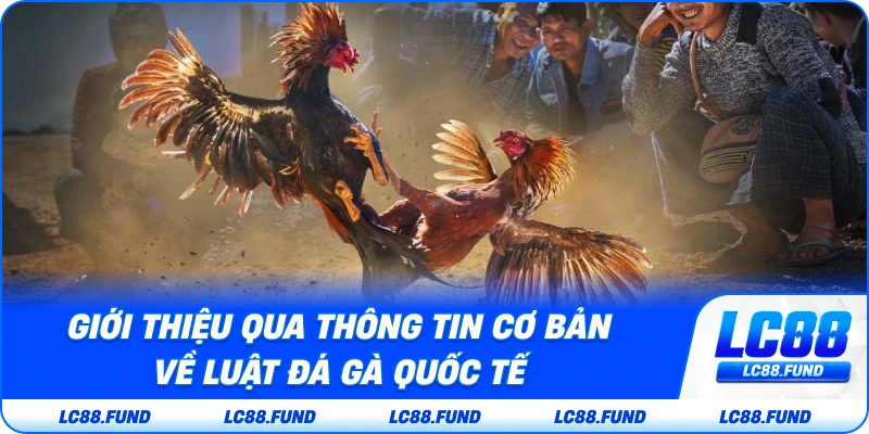 Giới Thiệu Qua Thông Tin Cơ Bản Về Luật Đá Gà Quốc Tế