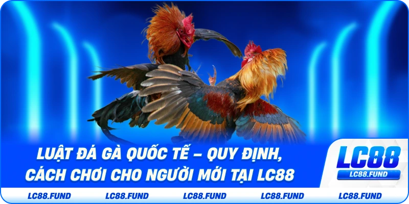 Luật Đá Gà Quốc Tế – Quy Định, Cách Chơi Cho Người Mới Tại LC88